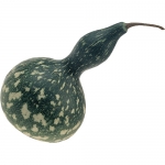 Schwan gesprenkelt